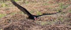 Cathartes aura