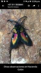 Chrysocale