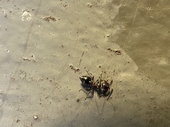 Crematogaster matsumurai