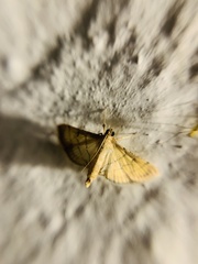 Cnaphalocrocis trebiusalis