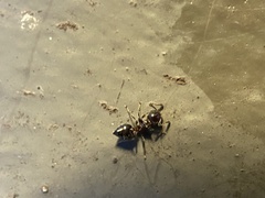 Crematogaster matsumurai