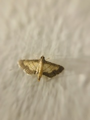 Cnaphalocrocis trebiusalis