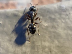 Camponotus quadrinotatus
