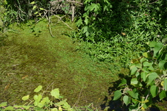 Limnophila trichophylla