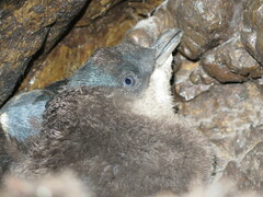 Eudyptula minor iredalei