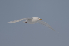 Larus hyperboreus