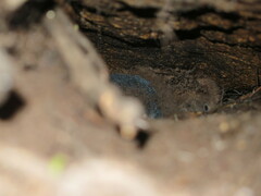 Eudyptula minor minor