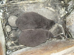 Eudyptula minor iredalei