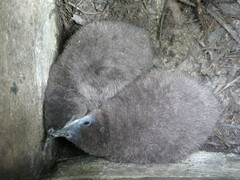 Eudyptula minor iredalei