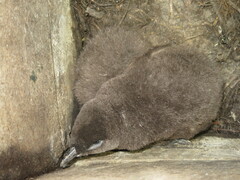 Eudyptula minor iredalei