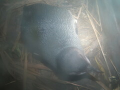 Eudyptula minor iredalei