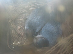 Eudyptula minor iredalei