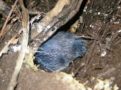 Eudyptula minor minor