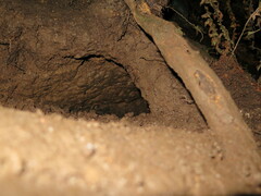 Eudyptula minor minor