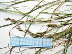 Carex lanceolata