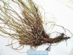 Carex lanceolata