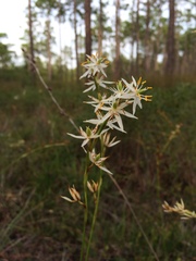 Pleea tenuifolia