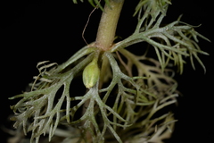 Limnophila trichophylla