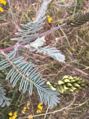 Astragalus pycnostachyus pycnostachyus