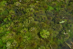 Limnophila trichophylla