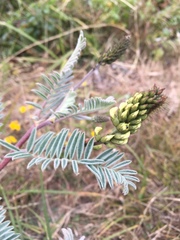 Astragalus pycnostachyus pycnostachyus