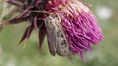 Agrotis clavis