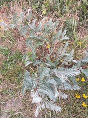 Astragalus pycnostachyus pycnostachyus