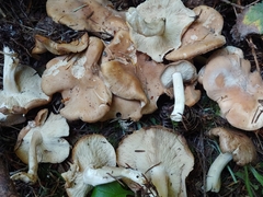 Gerhardtia foliicola