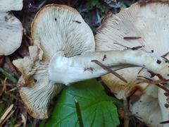 Gerhardtia foliicola