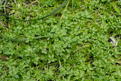 Callitriche cophocarpa