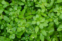 Callitriche cophocarpa