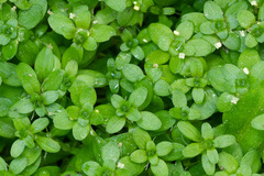 Callitriche cophocarpa