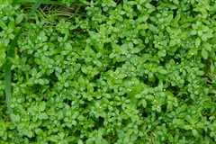 Callitriche cophocarpa