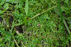 Callitriche cophocarpa