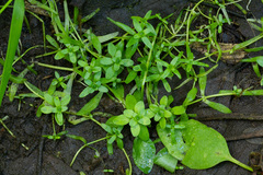 Callitriche cophocarpa