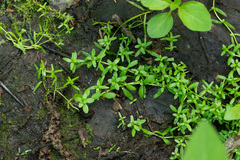 Callitriche cophocarpa