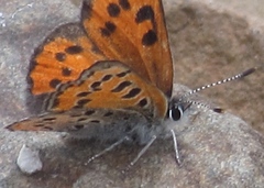 Lycaena cupreus