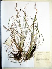 Carex lanceolata