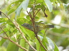 Ixothraupis punctata