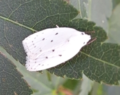 Scythropiodes approximans