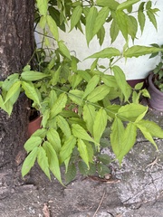 Clinacanthus nutans