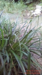 Carex pendula