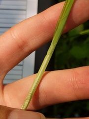 Carex laevivaginata