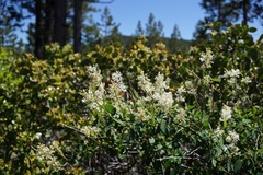 Ceanothus integerrimus macrothyrsus