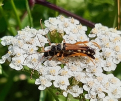 Stenopterus flavicornis