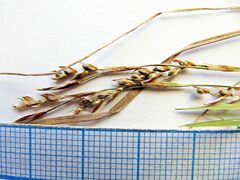 Carex lanceolata