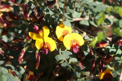 Bossiaea rhombifolia