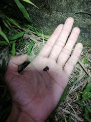 Elachistocleis nigrogularis
