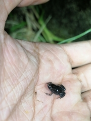 Elachistocleis nigrogularis