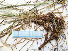 Carex lanceolata